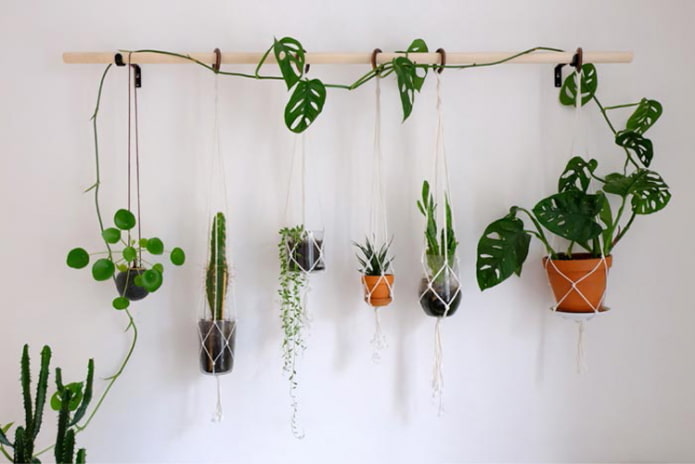 Növények a falon a párkányon