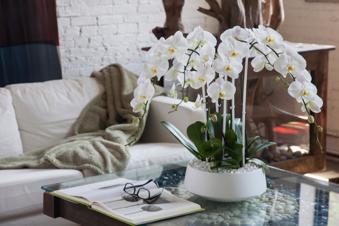 орхидеја од пластике на столу