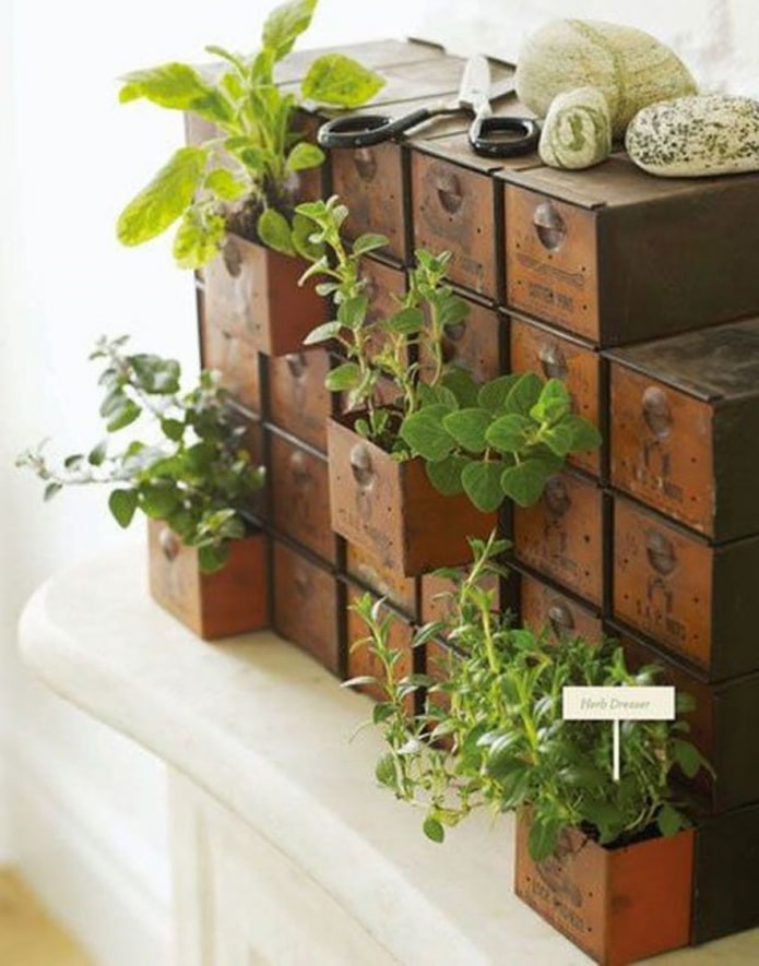 Seedlings in a mini chest of drawers