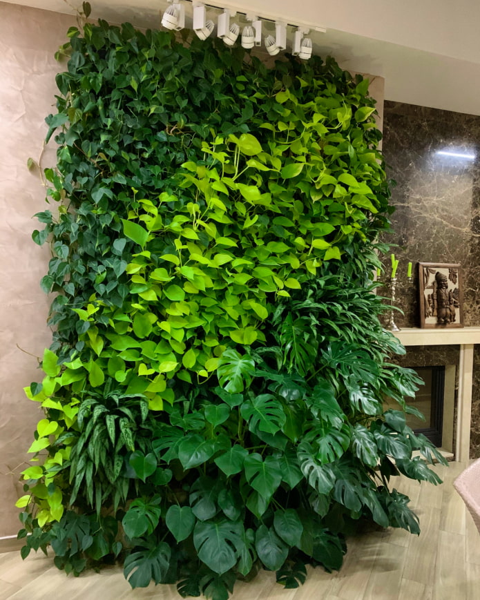 green wall in the house