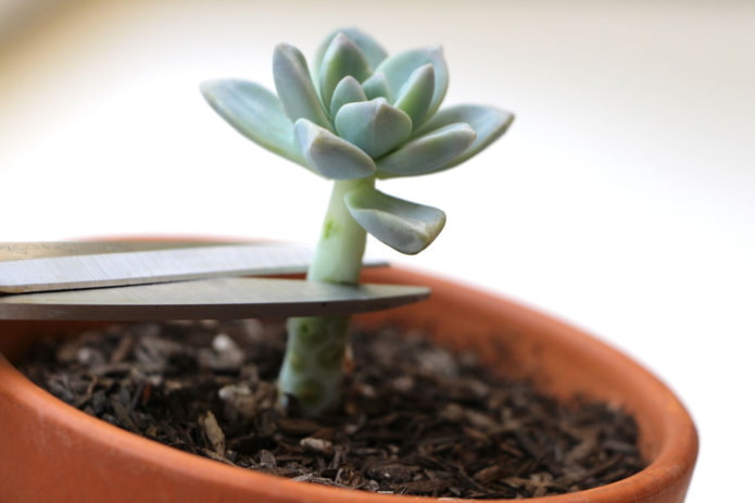 propagation of succulents by cuttings