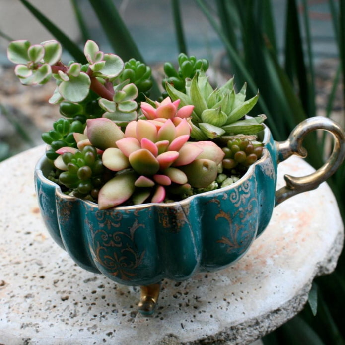 pozsgás növények egy csészében