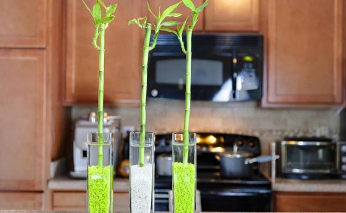 indoor bamboo in the kitchen