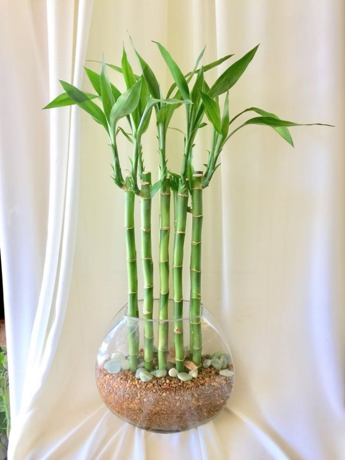 bambusz vázában