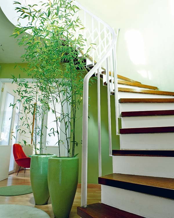 Bambus in Töpfen in der Nähe der Treppe