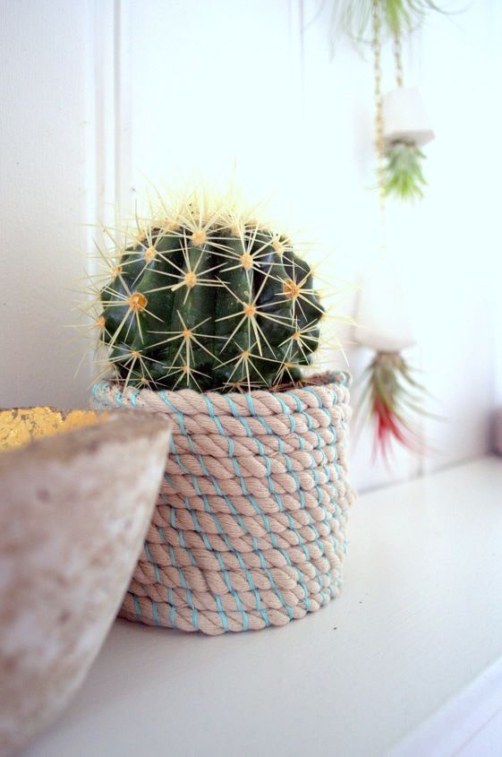 cactus sa isang palayok