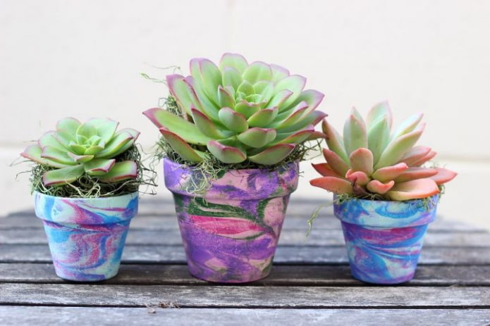 succulents in colorful pots