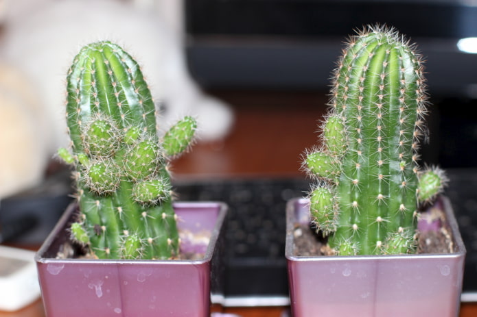 mga sanggol na cactus