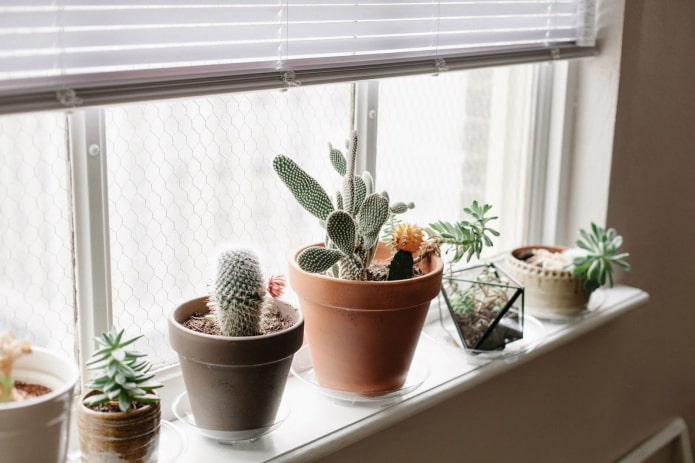 cacti on the windowsill