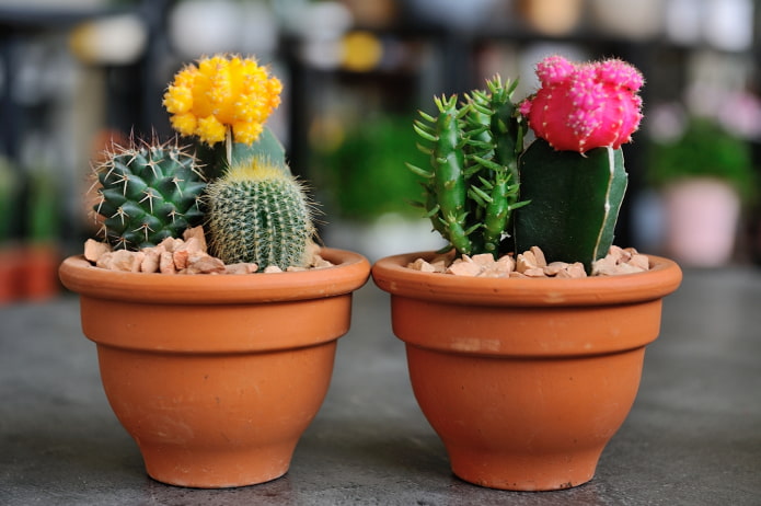 kits of cactus in a pot