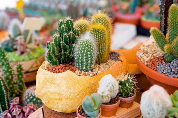 what to grow cacti
