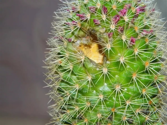 mga peste sa cactus