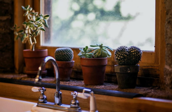cacti in the kitchen