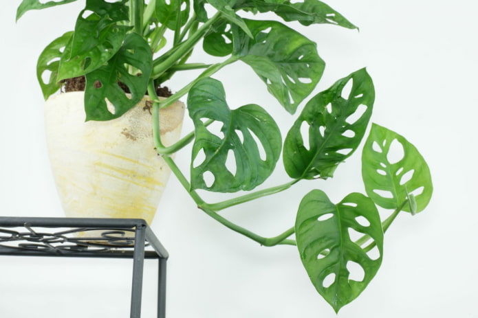monstera with small leaves
