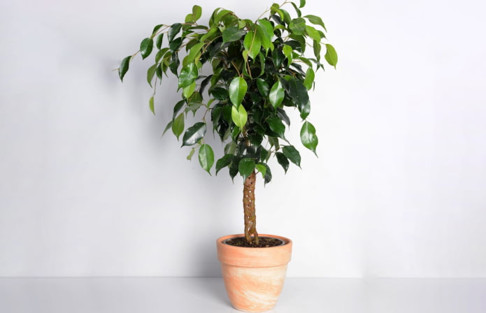 Ficus-Zopf