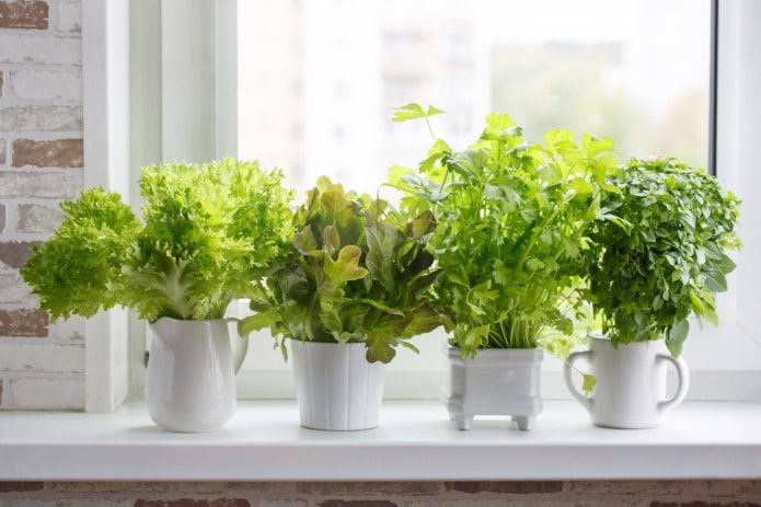 hogyan lehet salátát termeszteni