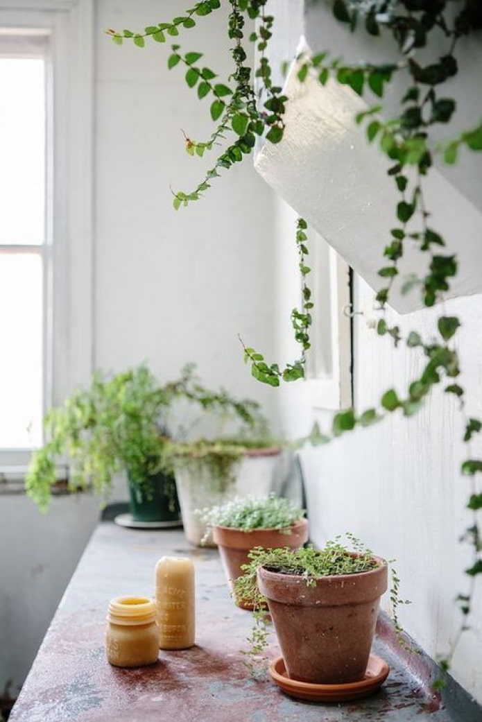 Plants in ceramic pots