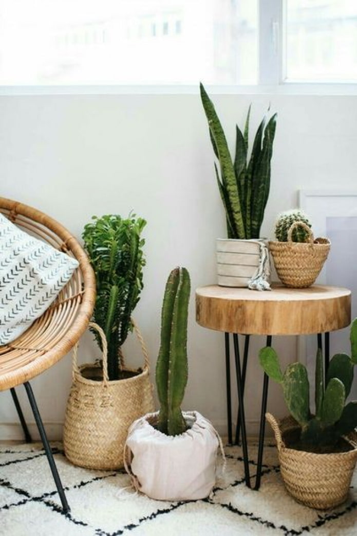 Plants in baskets