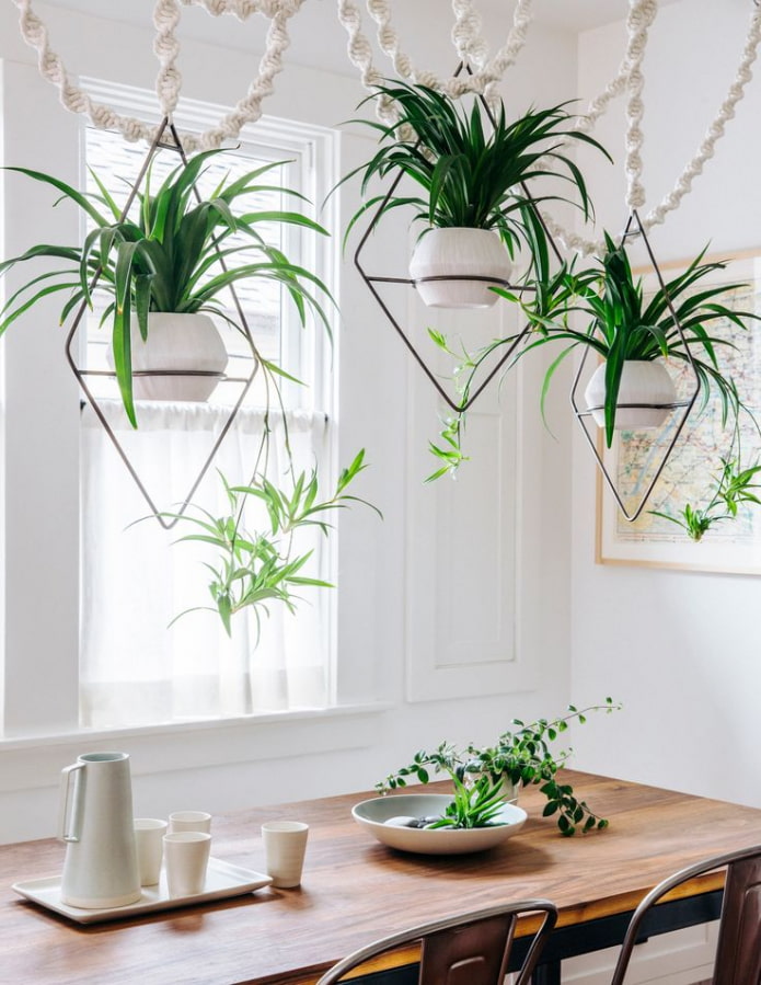 Plants over the table