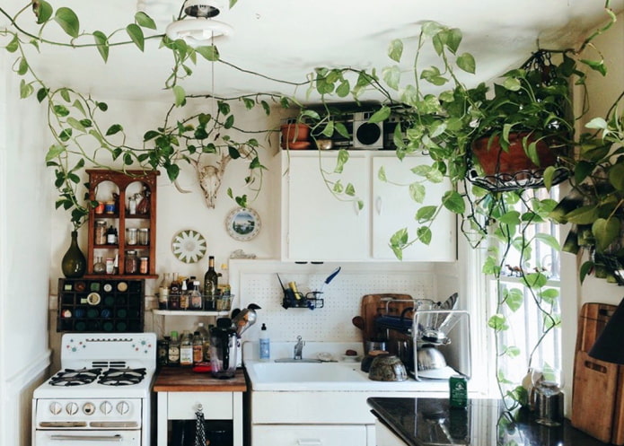 Scindapsus in the kitchen