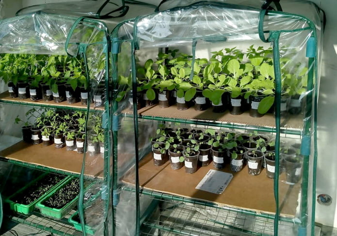 Rack with greenhouse