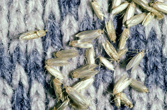 วิธีกำจัดแมลงเม่าบนเสื้อผ้า