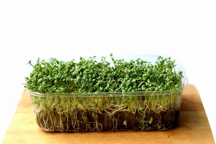 growing microgreens in the ground