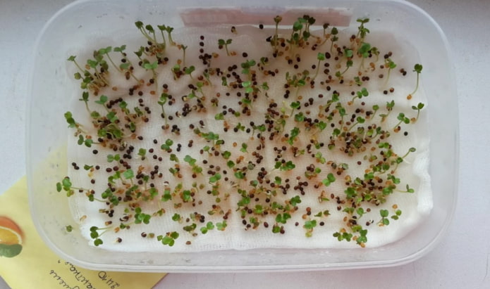 Wie man Microgreens in ein Käsetuch pflanzt