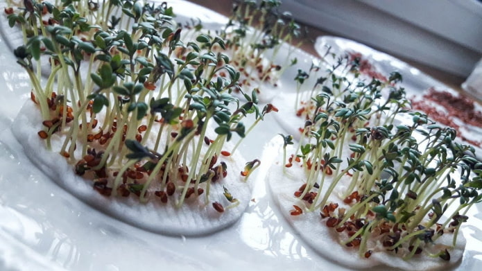 cotton pads for microgreens