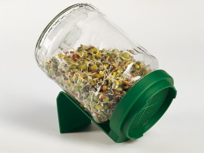 germination jar