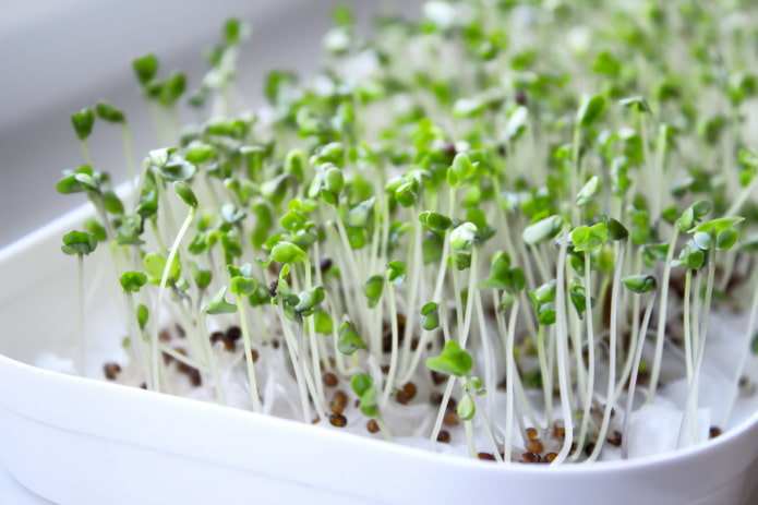 how to grow microgreens
