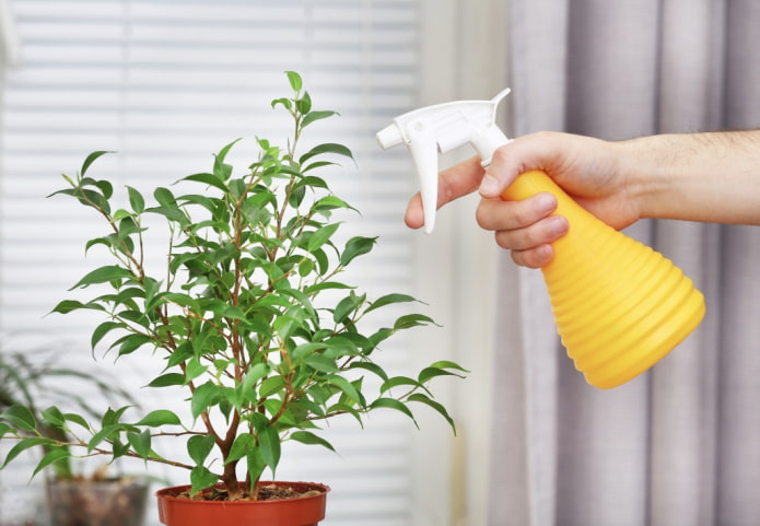 spraying indoor plants