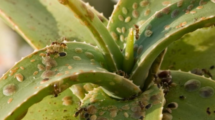 Schädlinge auf Aloe