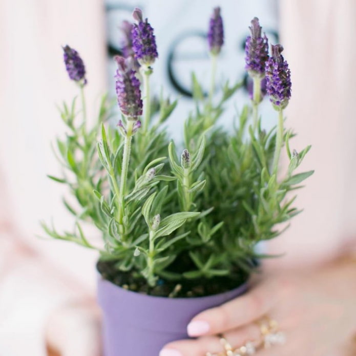 Indoor lavender