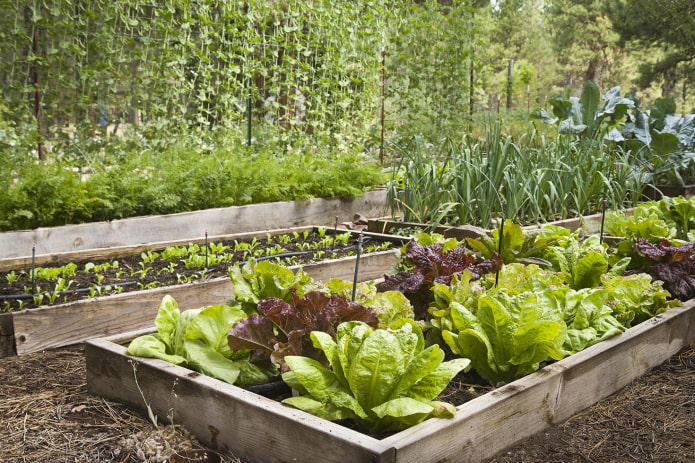 วิธีการปลูกผักใบเขียวในสวน