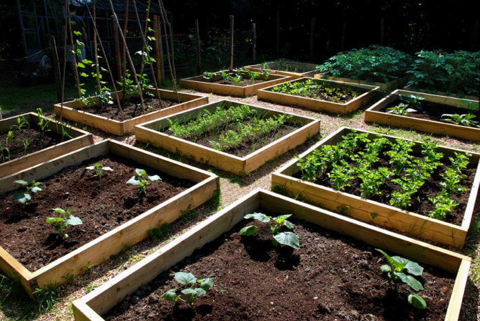 square garden beds