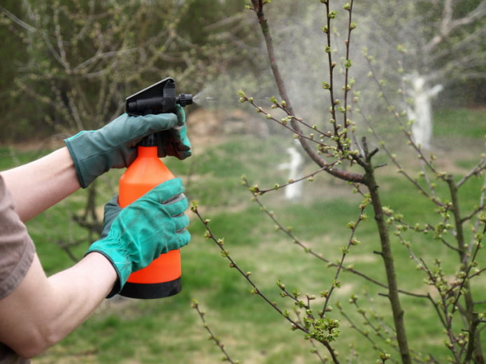 Spraying trees