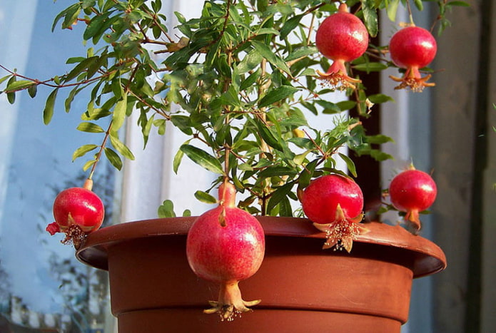 indoor pomegranate