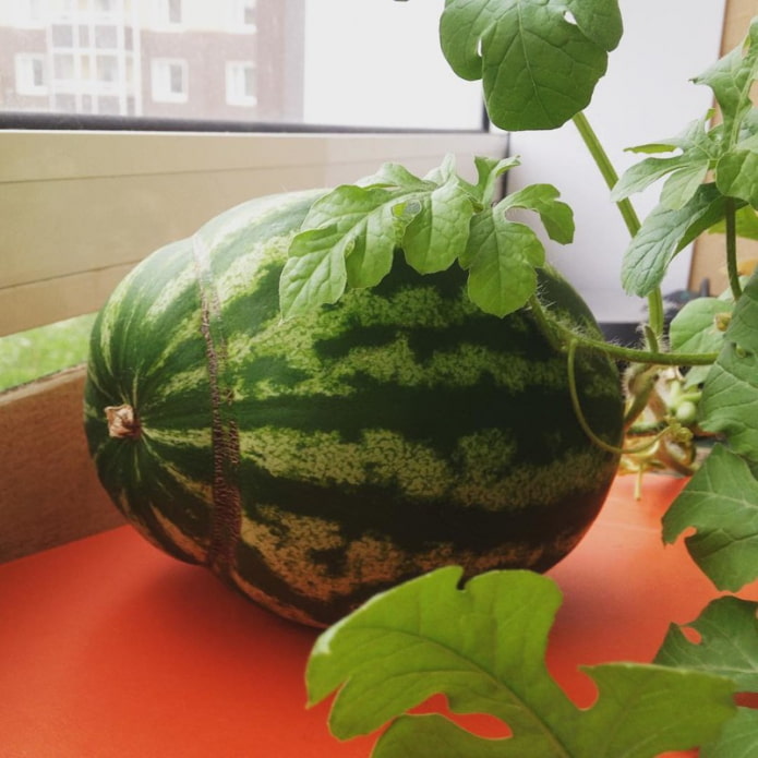 Wassermelone auf der Fensterbank