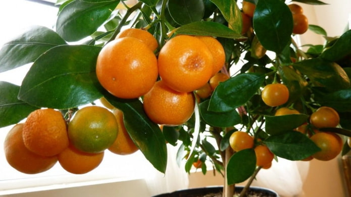 ส้มแมนดาริน