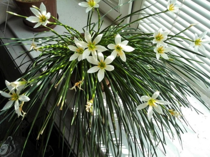 how zephyranthes blooms
