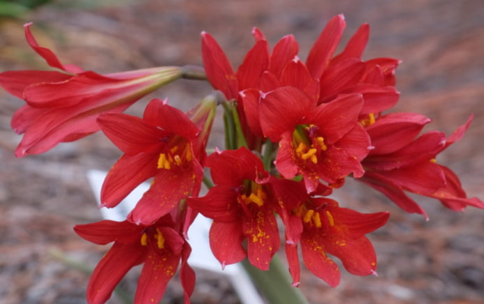 flowering rhodophial