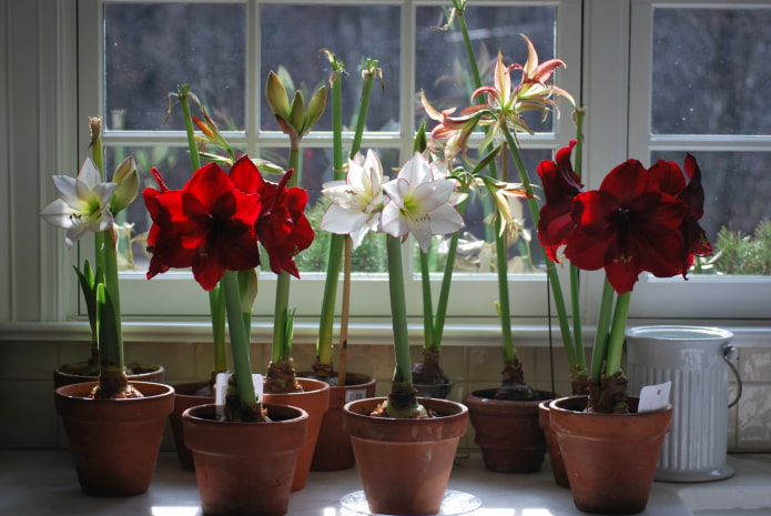 how amaryllis differs from hippeastrum