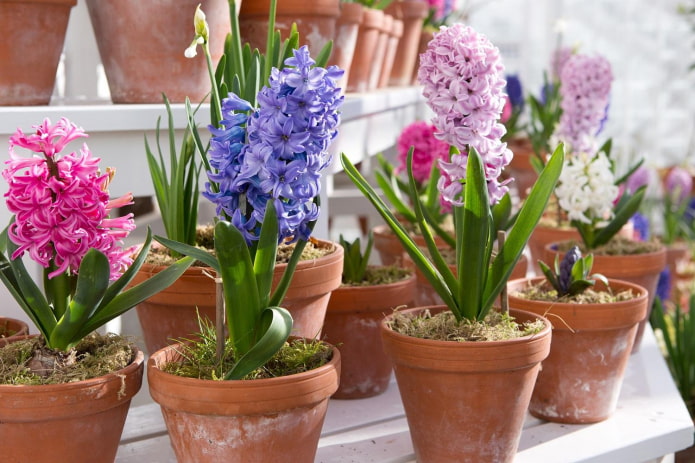 hyacinths in pots