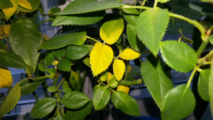 die Blätter einer Zimmerrose werden gelb