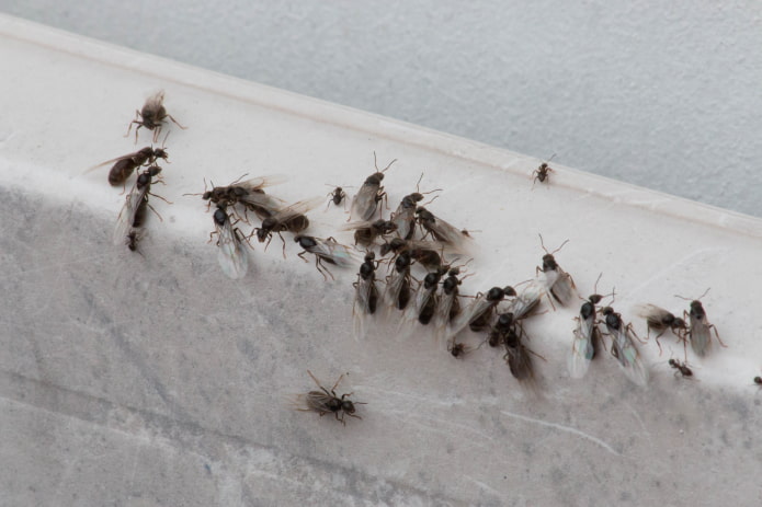 repülő hangyák a lakásban