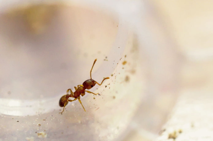 miért veszélyesek a házi hangyák?