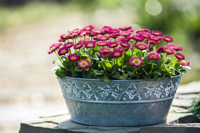 how to grow daisies