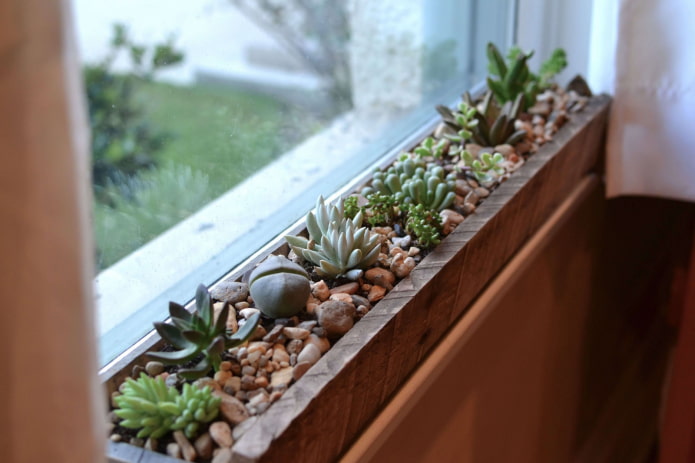 pozsgás növények az erkélyen