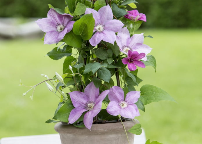 growing clematis in a pot